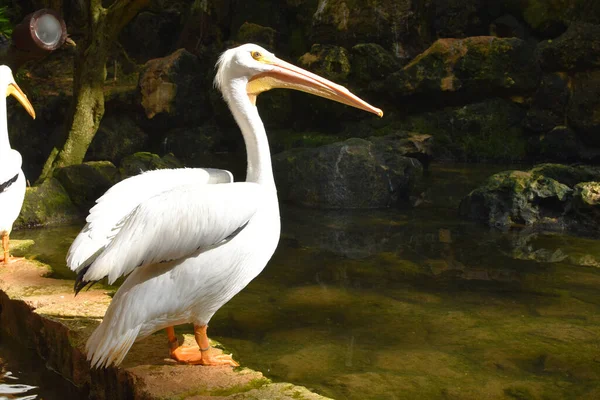 Ormandaki Gölette Beyaz Pelikan — Stok fotoğraf