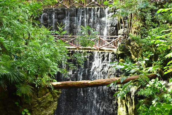 Естественный Деревянный Мост Через Реку Тропическом Лесу Живописный Лесной Пейзаж — стоковое фото