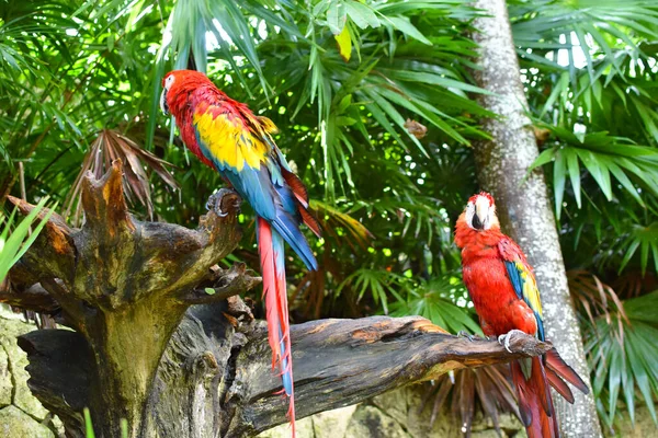 Zöld Papagájok Ülnek Egy Faágon Egy Esőerdőben — Stock Fotó