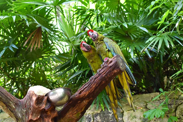 Yeşil Papağanlar Yağmur Ormanlarındaki Bir Ağaç Dalında Otururlar — Stok fotoğraf