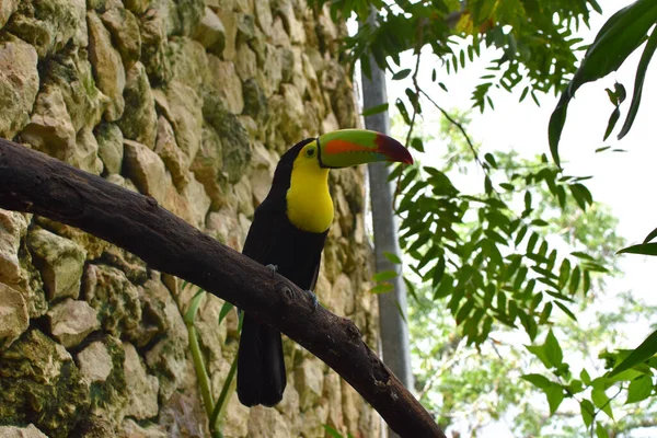 Papagaios Verdes Sentam Galho Árvore Uma Floresta Tropical — Fotografia de Stock