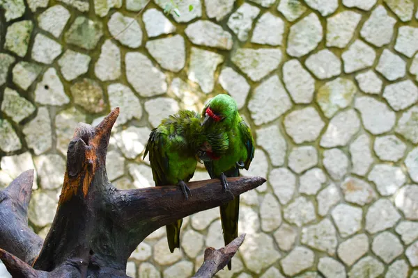 Yeşil Papağanlar Yağmur Ormanlarındaki Bir Ağaç Dalında Otururlar — Stok fotoğraf