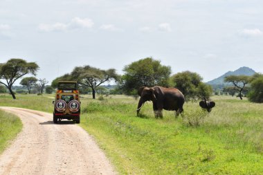 Safanna üzerinde araba ile safari yapmak. Afrika 'daki parkta bir cip gezisi. Macera turistleri vahşi doğada