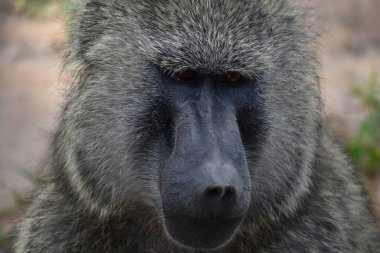 Tropiklerdeki vahşi maymunlar, vahşi doğada esnek hayvanlar, maymunlar ve şempanzelerle dolu ulusal bir rezerv.