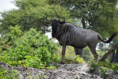 Afrika 'da vahşi geyik ve antiloplar. Hayvanlarla ulusal rezerv. Vahşi geyiklerin koruması