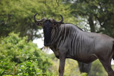 Afrika 'da vahşi geyik ve antiloplar. Hayvanlarla ulusal rezerv. Vahşi geyiklerin koruması