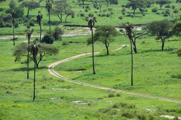 Avventura Turistica Natura Paesaggio Pittoresco Africa Baobab Alti Tanzania Sentiero — Foto Stock