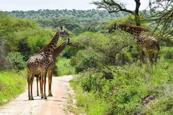 Afrika Vahşi Özgür Zürafalar Hayvanlarla Ulusal Rezerv Vahşi Zürafaların Korunması — Stok fotoğraf