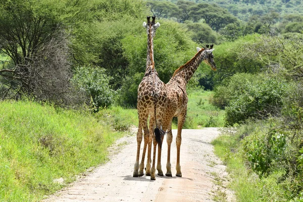Afrika Vahşi Özgür Zürafalar Hayvanlarla Ulusal Rezerv Vahşi Zürafaların Korunması — Stok fotoğraf