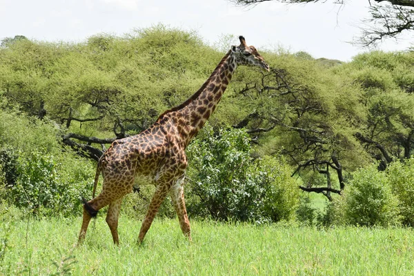 Volně Žijící Žirafy Africe Vnitrostátní Rezerva Zvířaty Ochrana Volně Žijících — Stock fotografie