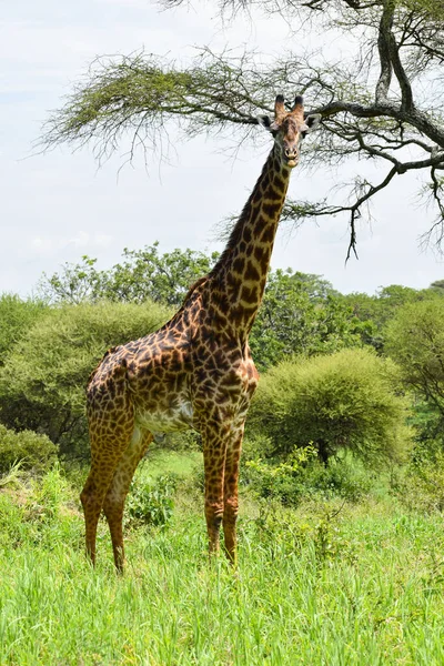 Afrika Vahşi Özgür Zürafalar Hayvanlarla Ulusal Rezerv Vahşi Zürafaların Korunması — Stok fotoğraf