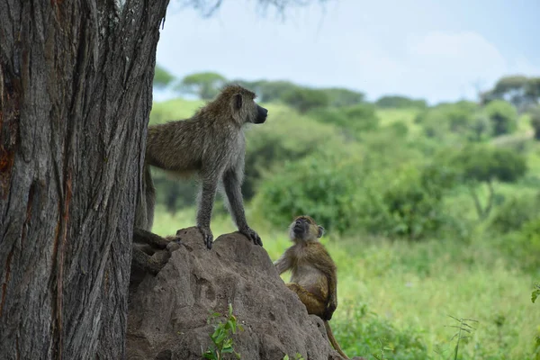 Monos Salvajes Los Trópicos Una Reserva Nacional Con Animales Flexibles — Foto de Stock