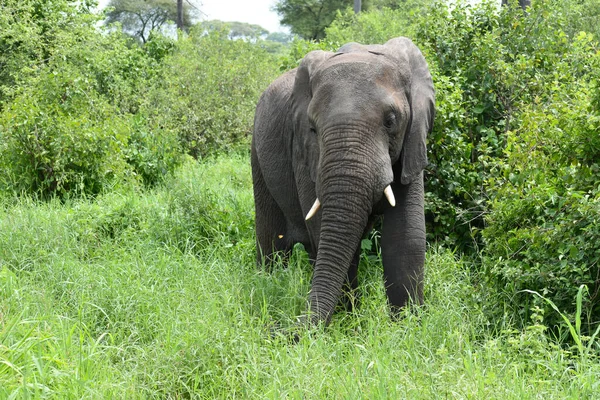 Elefanten Afrika Nationalreservat Mit Tieren Elefantenschutz — Stockfoto