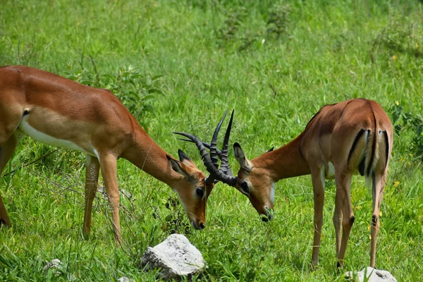 Daini Selvatici Liberi Antilopi Africa Riserva Nazionale Con Animali Protezione — Foto Stock