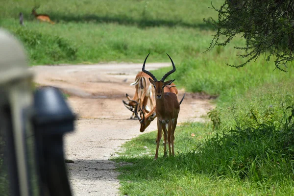 Wilde Herten Antilopen Afrika Nationale Reserve Met Dieren Bescherming Van — Stockfoto