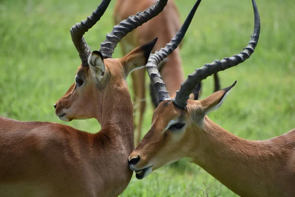 Veados Selvagens Livres Antílopes África Reserva Nacional Com Animais Proteção — Fotografia de Stock