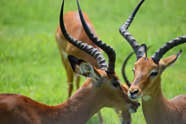 아프리카에 동물들 동물을 보호구역 지구를 — 스톡 사진