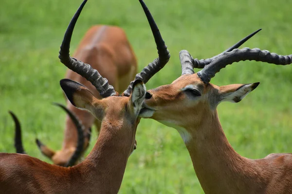 Veados Selvagens Livres Antílopes África Reserva Nacional Com Animais Proteção — Fotografia de Stock