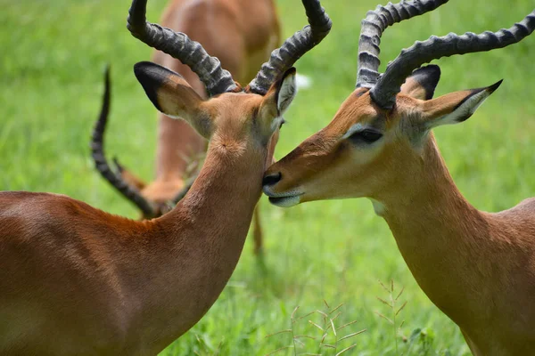 Animais Selvagens Livres África Reserva Nacional Com Animais Proteger Ambiente — Fotografia de Stock