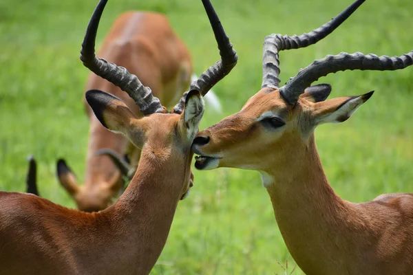 Veados Selvagens Livres Antílopes África Reserva Nacional Com Animais Proteção — Fotografia de Stock