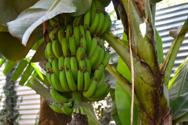 Tropiklerde palmiye ağacında bir demet yeşil muz. Muzlar ağaçta yetişir