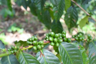 Afrika 'daki Cafe Green Buğday Çiftliği. Kahve ağaçta yetişir. Kefei hasadı hasadı