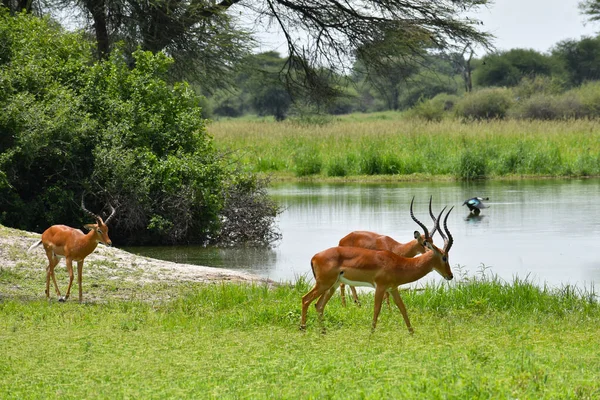 Animali Selvatici Liberi Africa Riserva Nazionale Con Animali Protezione Dell — Foto Stock