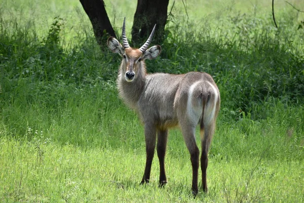 アフリカの野生の鹿とカモシカです 動物保護区です 野生の鹿の保護 — ストック写真