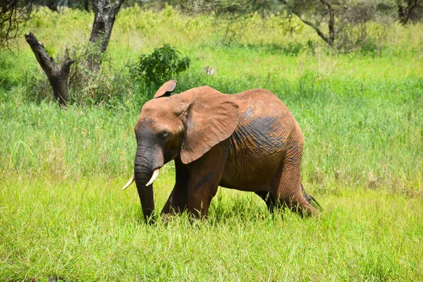 Frei Lebende Elefanten Afrika Nationalreservat Mit Tieren Elefantenschutz — Stockfoto