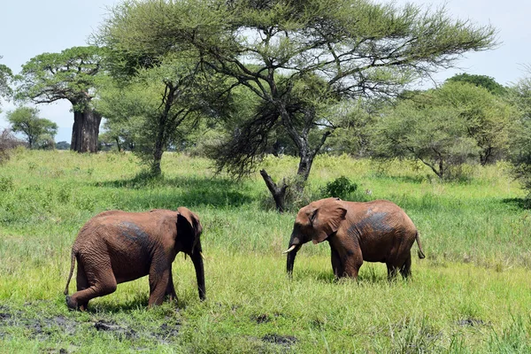 Wild Free Animal Elephants Africa National Reserve Animals Protection Elephants Stock Picture