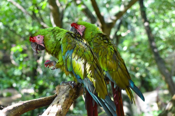 Pappagallo vivo verde su un albero parco intropicale. pittoresco paesaggio verde naturale con uccelli. — Foto Stock