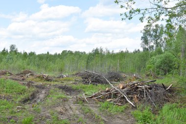 Dışarıda bir sürü ağaç kesildi. Yasadışı ağaç kesme ve kereste satışı. Doğada kesilen ağaçlar. Çevre Koruma.
