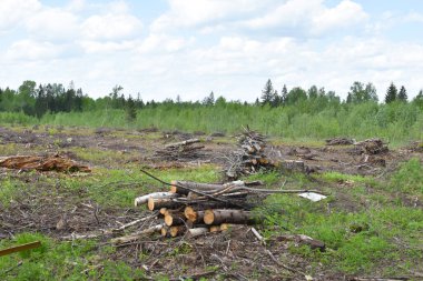 Dışarıda bir sürü ağaç kesildi. Yasadışı ağaç kesme ve kereste satışı. Doğada kesilen ağaçlar. Çevre Koruma.
