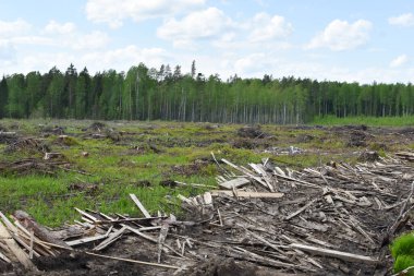Dışarıda bir sürü ağaç kesildi. Yasadışı ağaç kesme ve kereste satışı. Doğada kesilen ağaçlar. Çevre Koruma.