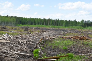 Dışarıda bir sürü ağaç kesildi. Yasadışı ağaç kesme ve kereste satışı. Doğada kesilen ağaçlar. Çevre Koruma.