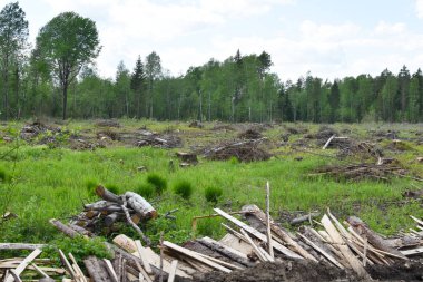 Dışarıda bir sürü ağaç kesildi. Yasadışı ağaç kesme ve kereste satışı. Doğada kesilen ağaçlar. Çevre Koruma.