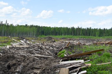 Dışarıda bir sürü ağaç kesildi. Yasadışı ağaç kesme ve kereste satışı. Doğada kesilen ağaçlar. Çevre Koruma.