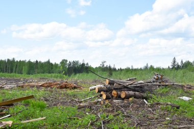 Dışarıda bir sürü ağaç kesildi. Yasadışı ağaç kesme ve kereste satışı. Doğada kesilen ağaçlar. Çevre Koruma.