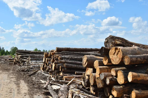 Багато Дерев Вирубано Зовні Незаконне Лісозаготівля Продаж Деревини Розпиляні Дерева — стокове фото