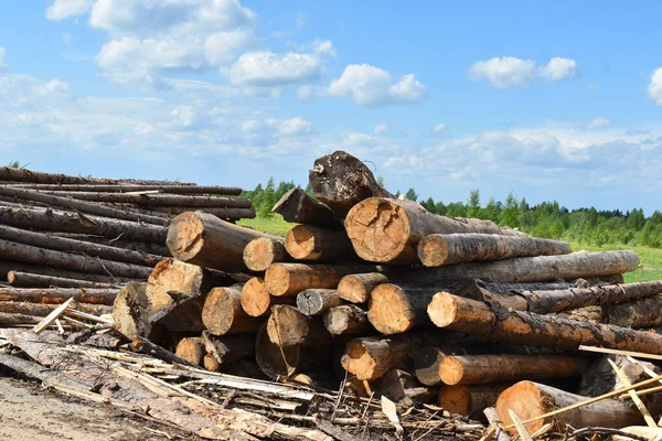 Багато Дерев Вирубано Зовні Незаконне Лісозаготівля Продаж Деревини Розпиляні Дерева — стокове фото