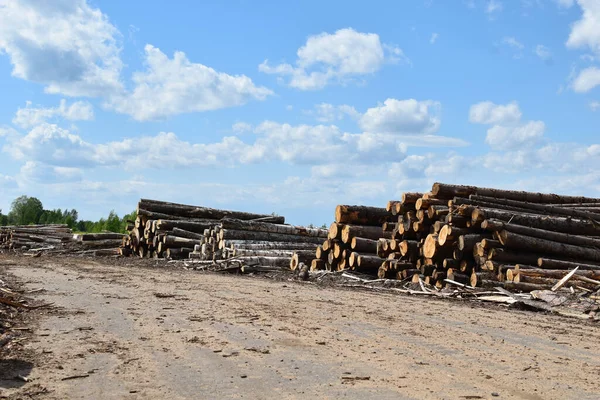 Багато Дерев Вирубано Зовні Незаконне Лісозаготівля Продаж Деревини Розпиляні Дерева — стокове фото