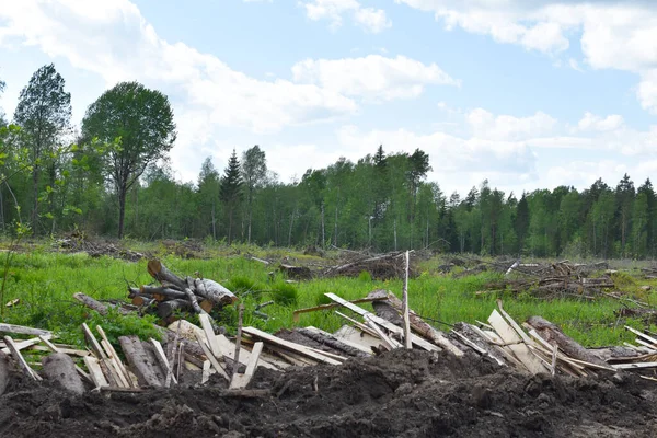 Dışarıda bir sürü ağaç kesildi. Yasadışı ağaç kesme ve kereste satışı. Doğada kesilen ağaçlar. Çevre Koruma.