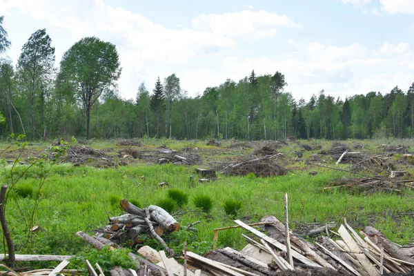 Dışarıda bir sürü ağaç kesildi. Yasadışı ağaç kesme ve kereste satışı. Doğada kesilen ağaçlar. Çevre Koruma.