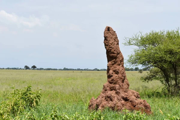 large termite ant in africa in the savannah. termite house in a field in a nature reserve