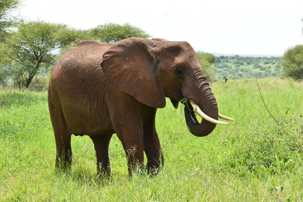 Frei Lebende Elefanten Afrika Nationalreservat Mit Tieren Elefantenschutz — Stockfoto