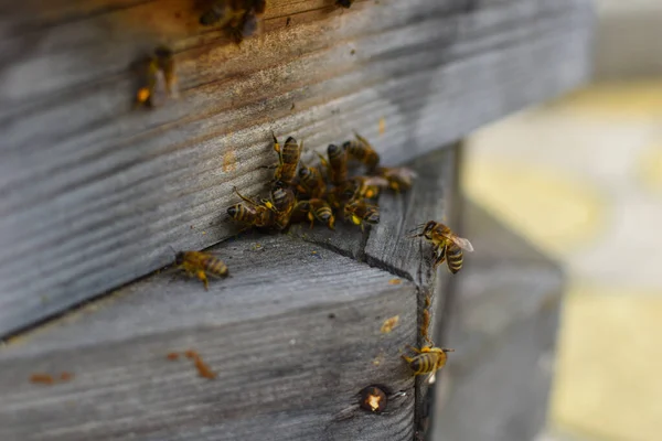 Miel Natural Real Frascos Producto Abeja Macetas Abejas Nacionales Caucásicas — Foto de Stock