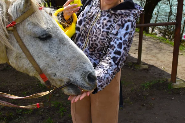 the woman feeds the horse with an apple from the palm of her hand. treat for the horse. domestication of pets. tourist horseback riding