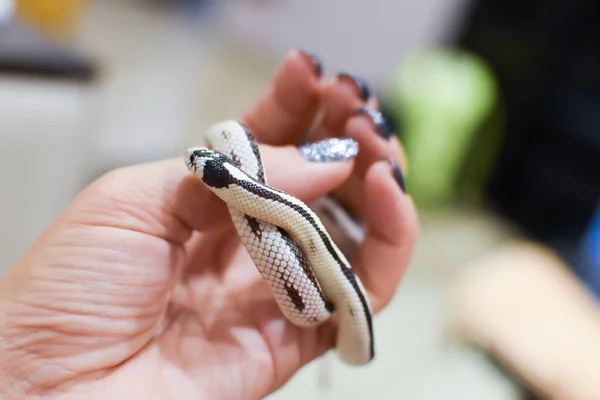 ペットのヘビが腕に座っている 生きた白飼いならされたヘビ — ストック写真