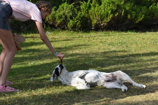 Девочка Угощает Собаку Ребенок Кормит Бездомного Голодного Пса Снаружи Уход — стоковое фото