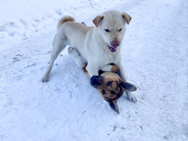 Angry aggressive dogs are fighting outside. homeless dangerous dogs. the problem of homeless animals